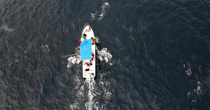 Drone overhead mahi fishing charter boat in puerto escondido pacific ocean mexico with thousands of jumping spinner dolphins in a pod surrounding the vessel in semi rough agitated seas.
