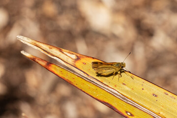 moth on a leaf