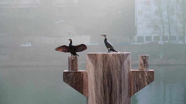 Great Cormorant drying its wings with rowers passing in the back, in Lyon, France