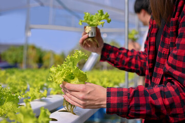 A female farmer or gardener harvesting fresh organic salad vegetables in the greenhouse. Hydroponic