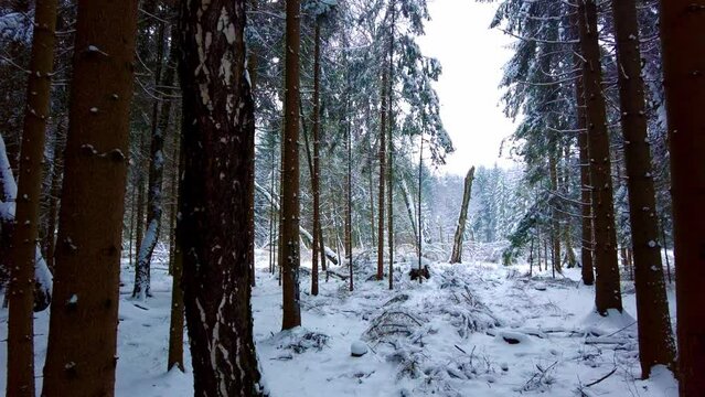 Exploring Shot Of Snowy Forest In Svitavy Mountains, Czech Republic, Europe