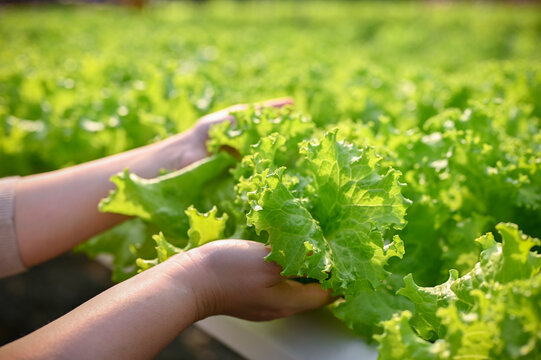 Close-up image of a woman's hands picking or harvesting fresh green lettuce in the greenhouse.