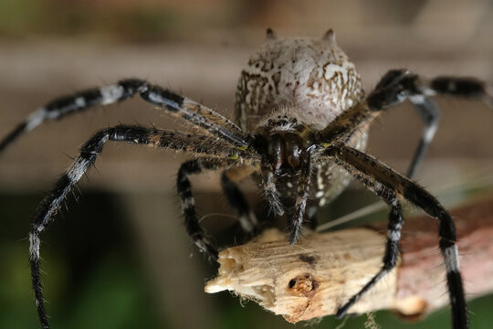 Cyrtophora moluccensis is a species of spider in the Araneidae family. Macro shot