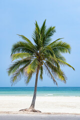 A lean coconut tree on Thung Wua Laen beach in Chumphon, Thailand during a sunny day
