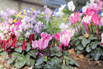 花壇のシクラメン