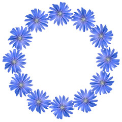 Fototapeta na wymiar Blue chicory flowers round frame isolated on transparent background. Top view. Flat lay.