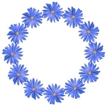 Blue chicory flowers round frame isolated on transparent background. Top view. Flat lay.