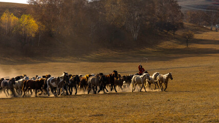 Fototapeta na wymiar Horses Running Down the Hill
