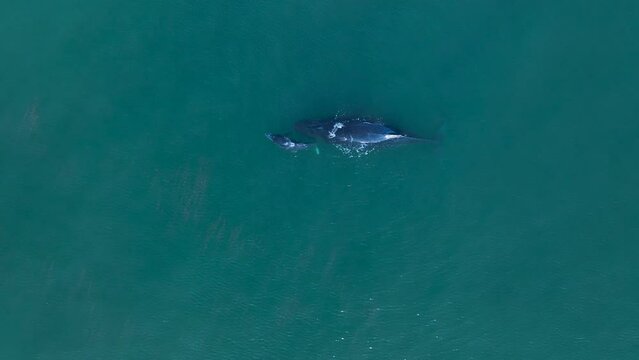 Aerial Birds Eye Of Humpback Cow And Calf Whale Logging; Idle; Motionless; Resting; Snoozing.