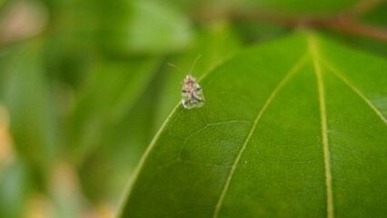 fly on leaf