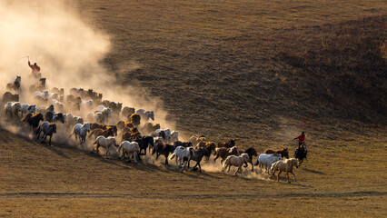 Horses Running Down the Hill