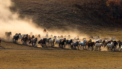 Horses Running Down the Hill