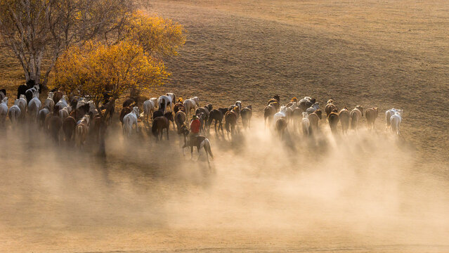 Horses Running Down the Hill © Anna Photography