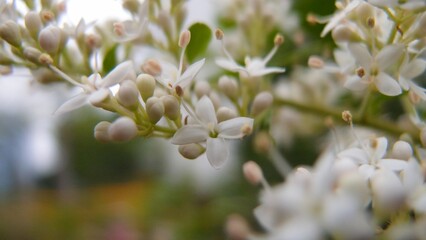  willow tree