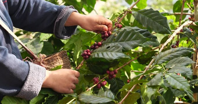 Coffee plant farm woman Hands harvest raw coffee beans. Ripe Red berries plant fresh seed coffee tree growth in green eco farm. Close up hands harvest red seed in basket robusta arabica plant farm. 