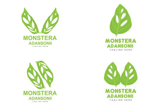 Monstera adansonii Leaf Logo, Green Plant Vector, Tree Vector, Rare Leaf Illustration