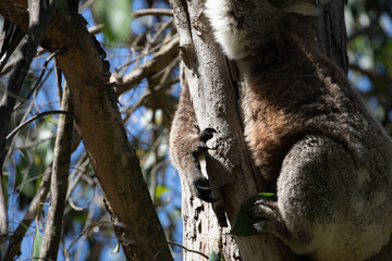 Koala's (Phascularctos cinereous) sharp claws.