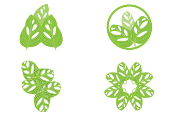 Monstera adansonii Leaf Logo, Green Plant Vector, Tree Vector, Rare Leaf Illustration