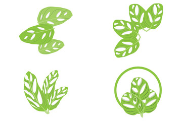 Monstera adansonii Leaf Logo, Green Plant Vector, Tree Vector, Rare Leaf Illustration