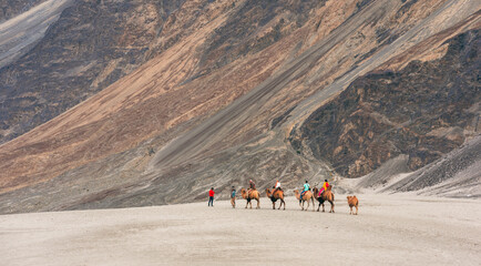 Camel riding service for tourist in landscape at sand dune in Nubra valley, Leh Ladakh, india.
