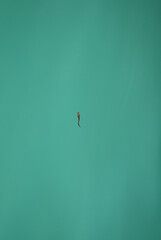 美しい海を泳ぐ一匹の魚