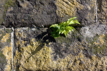 石垣の間に生える植物