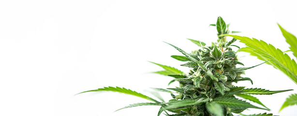 Medical cannabis plant, close up. Hemp bud on white.