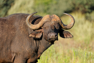 Obraz premium Portrait of an African or Cape buffalo (Syncerus caffer), Mokala National Park, South Africa.