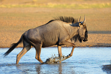 A blue wildebeest (Connochaetes taurinus) walking in water, Kalahari desert, South Africa.