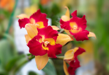 Fototapeta na wymiar Close-up of bi-color Cattleya hybrid orchids. The sepals are yellow, and the petals and lips are red and yellow. Fragrant. The flower orchids bloom with natural soft light in the garden.