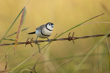 Petite and Vivacious - During the early morning, birds set out in search of food and nourishment. Double-barred finches specifically, fly in small communities and feed below the tree line. 