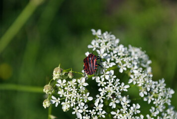 A red striped beetle sits on a flower on a summer morning. Moscow region. Russia
