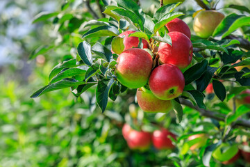 Fresh apples grow on the tree in the orchard