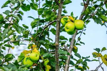 Green apples grow on the tree in the orchard