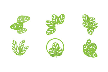 Monstera adansonii Leaf Logo, Green Plant Vector, Tree Vector, Rare Leaf Illustration