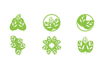 Monstera adansonii Leaf Logo, Green Plant Vector, Tree Vector, Rare Leaf Illustration