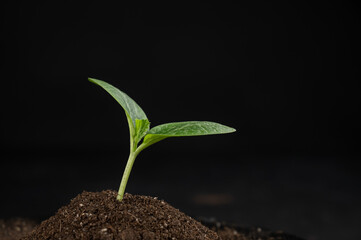 Close-up of a sprout of zucchini on a black background. 