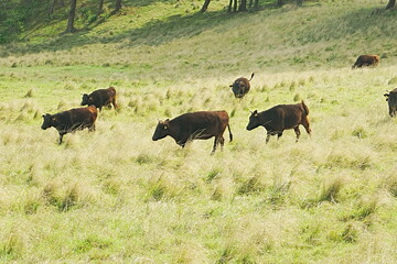 wildebeest in serengeti national park serengeti country