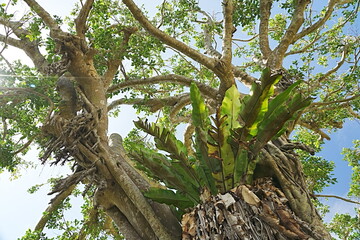 banyan tree