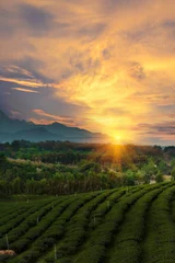 Fotobehang Slaapkamer Vertical Green tea tree leaves field Fresh young tender bud herbal in farm on summer morning. Sunlight Green tea tree camellia sinensis in organic farm. Vertical Tree tea plant green nature farmland  © aFotostock