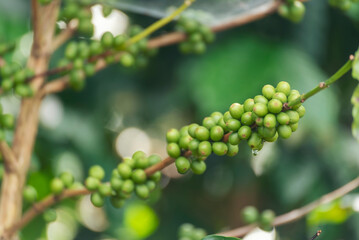 Close up Green seed berries harvest arabica coffee garden. Green coffee bean berry plant fresh raw seed coffee tree growth in eco organic farm. Fresh coffee bean green leaf bush ecology berry plant