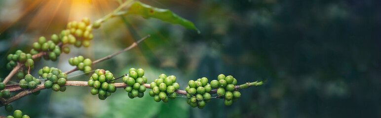 Banner Green coffee bean berry plant with sunlight. Panorama Fresh raw seed coffee tree growth in...