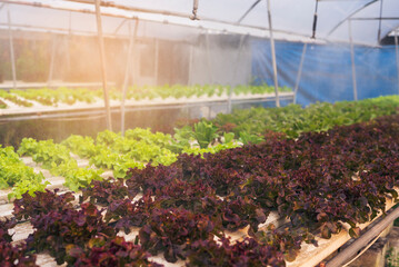 Fototapeta premium Salad farm vegetable red oak lettuce. Close up fresh organic hydroponic vegetable plantation produce red green salad hydroponic cultivate farm. Red oak lettuce salad in green Organic plantation Farm.