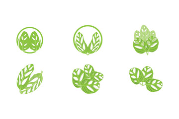 Monstera adansonii Leaf Logo, Green Plant Vector, Tree Vector, Rare Leaf Illustration