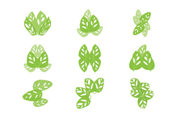 Monstera adansonii Leaf Logo, Green Plant Vector, Tree Vector, Rare Leaf Illustration