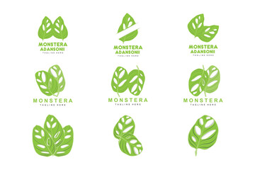 Monstera adansonii Leaf Logo, Green Plant Vector, Tree Vector, Rare Leaf Illustration