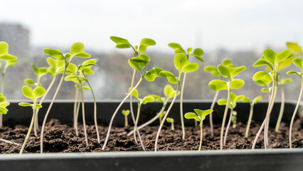 Melon seedlings in a tray, Sprouted seedlings are planted on black tray in the greenhouse.