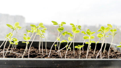 Melon seedlings in a tray, Sprouted seedlings are planted on black tray in the greenhouse.