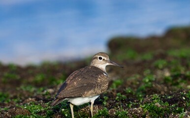 Common sandpiper standing on the rock. Water bird.