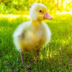 Yellow 3 day old gosling on green grass close-up.